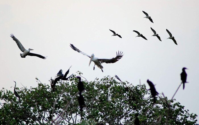 Start your Ca Mau Travel with tranquil vistas